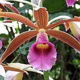 phaius tankervilliae